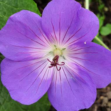 Geranium 'Gerwat' syn. Geranium 'Rozanne'