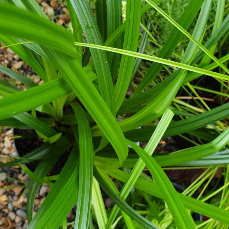 Plant image Carex morrowii 'Irish Green'