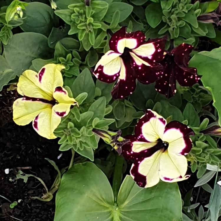 Plant image Petunia 'Starry Night'