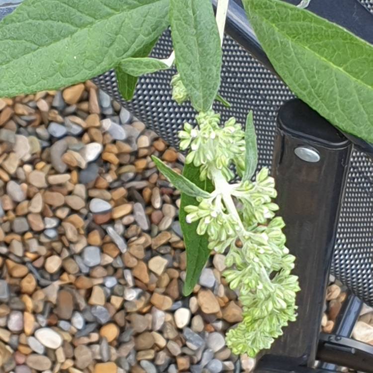 Plant image Buddleja 'Hinebud4' syn. Buddleja 'Dreaming Purple'