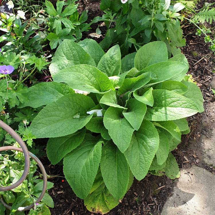 Plant image Digitalis purpurea 'Excelsior Hybrid Mixed'