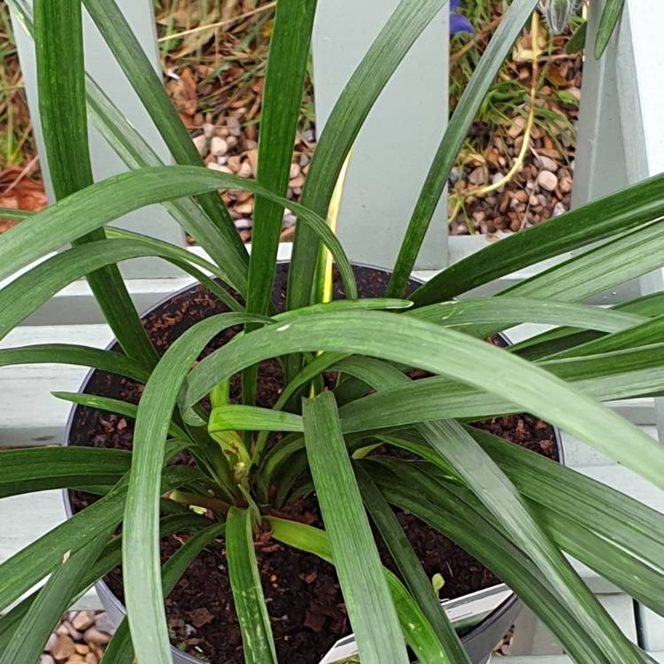 Plant image Liriope muscari 'Ingwersen'