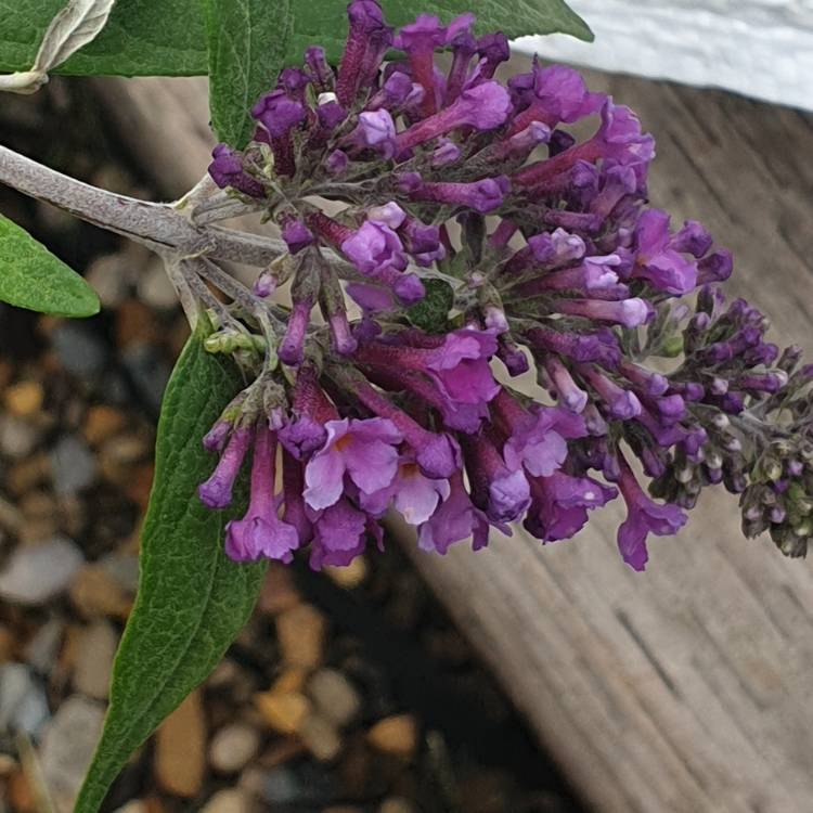 Plant image Buddleja 'Hinebud4' syn. Buddleja 'Dreaming Purple'