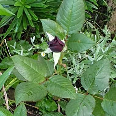 Rosa 'Meidebenne' syn. Rosa 'Black Baccara'