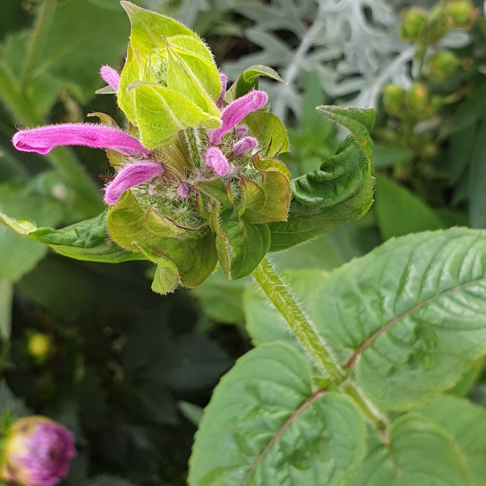 Plant image Monarda 'Blaustrumpf' ('Blue Stocking')