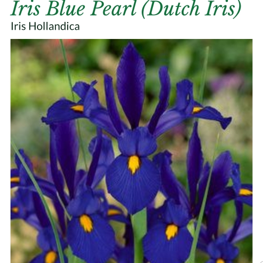 Plant image Iris x hollandica 'Blue Pearl'