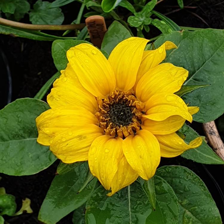 Helianthus Annuus 'Big Smile', Sunflower 'Big Smile' - uploaded by ...