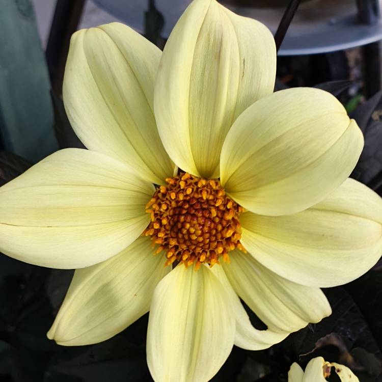 Plant image Dahlia 'Hdle105' (Happy Days Series) syn. Dahlia 'Happy Days Lemon'