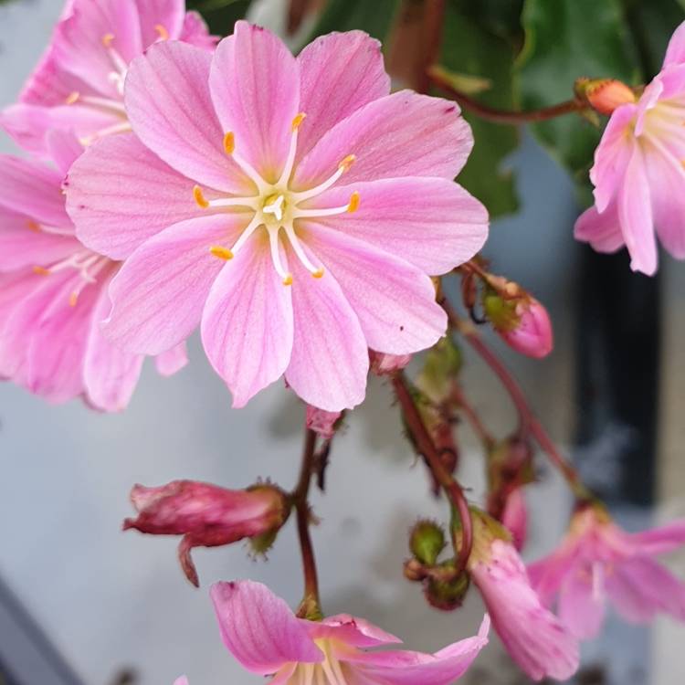 Plant image Lewisia Cotyledon 'Beckneri'