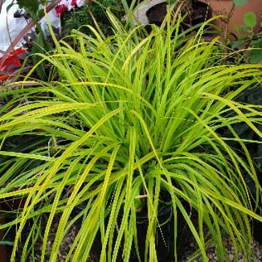 Carex oshimensis 'Everillo'