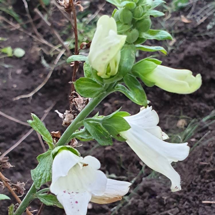 Plant image Digitalis purpurea 'Dalmatian White'