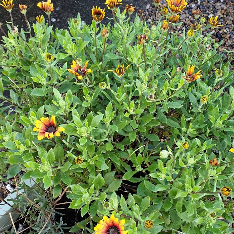 Plant image Osteospermum 'Elite Magenta Fire'