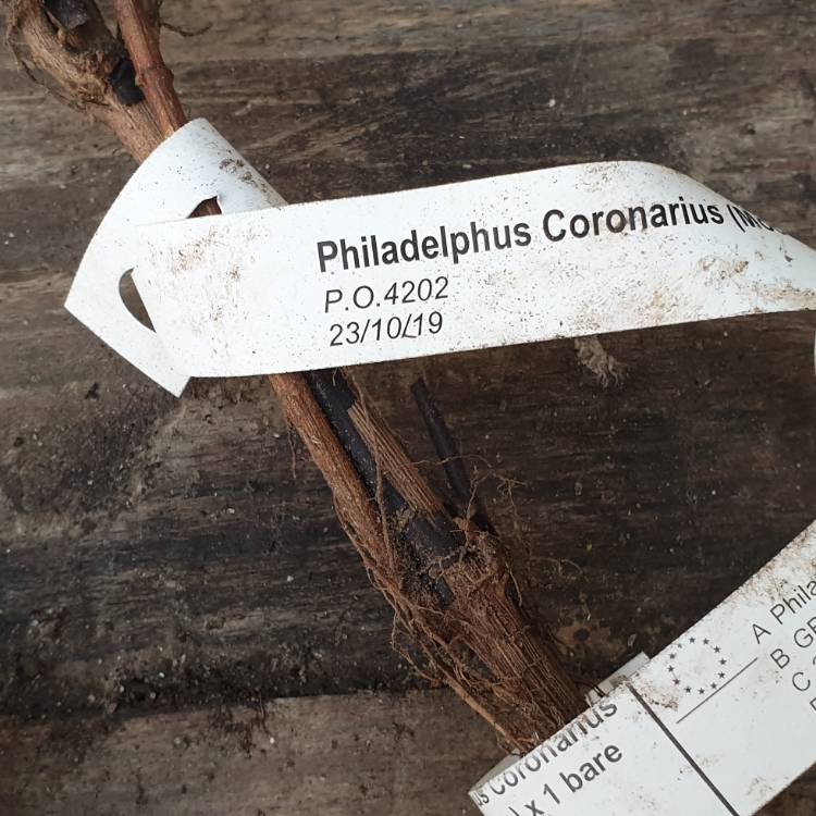 Plant image Philadelphus Coronarius