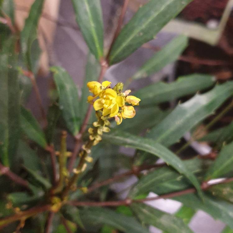 Plant image Mahonia eurybracteata subsp. ganpinensis 'Soft Caress'