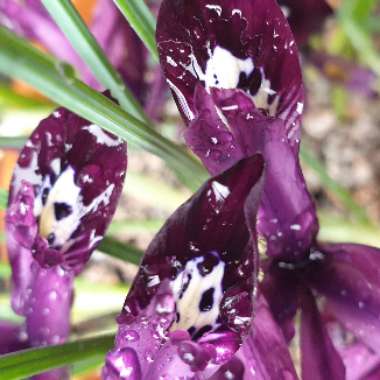 Iris 'Pauline' syn. Iris reticulata 'Pauline'