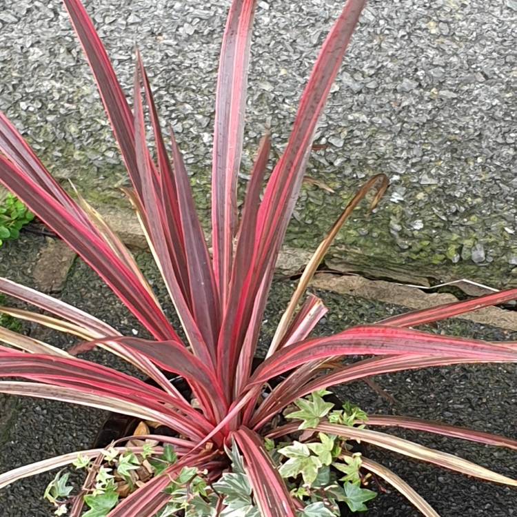 Plant image Cordyline australis 'Charlie Boy'