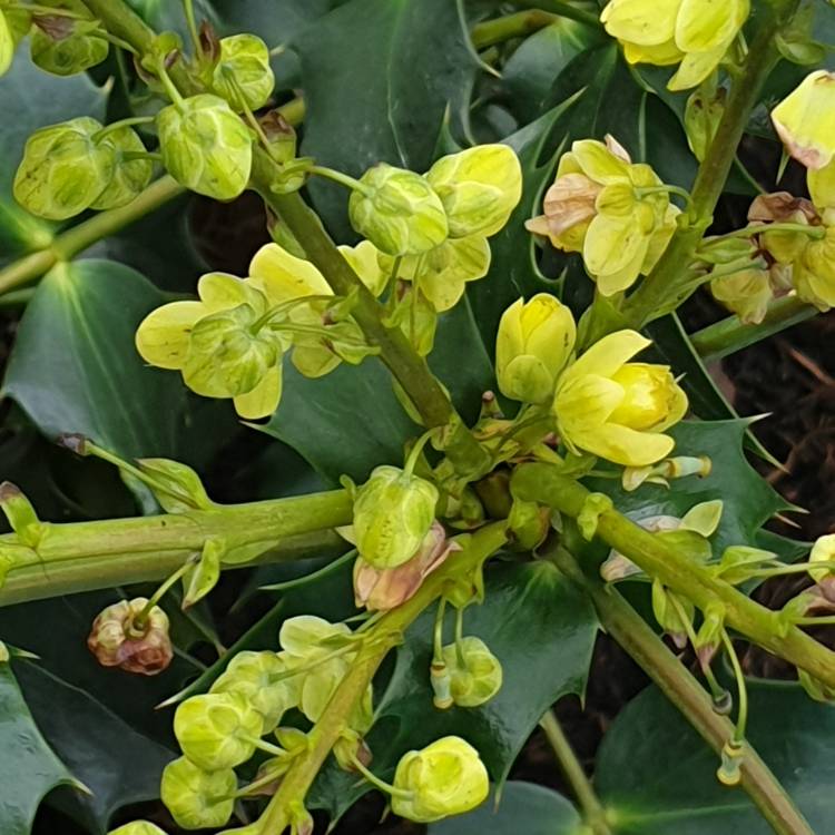 Plant image Mahonia japonica 'Bealei'