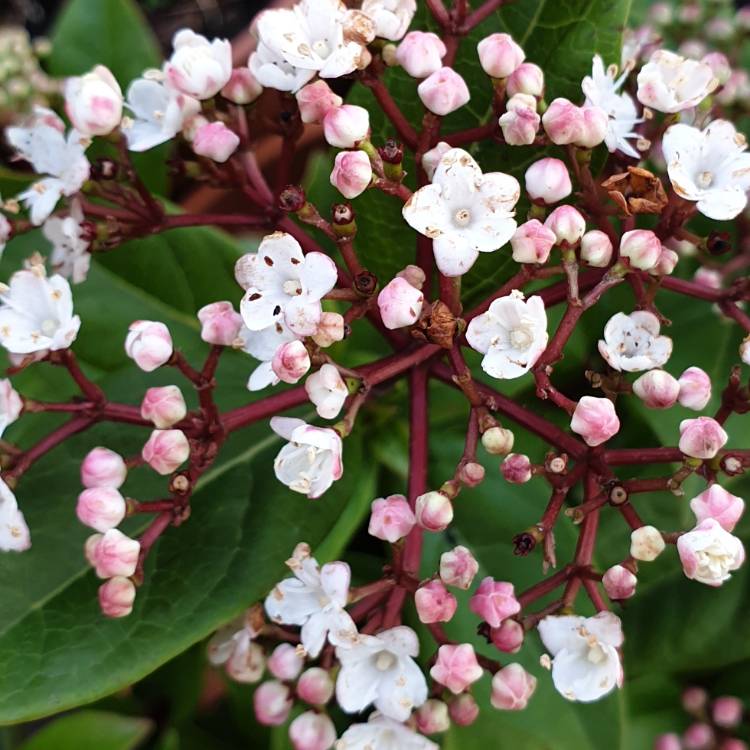 Plant image Viburnum tinus 'Anvi' syn. Viburnum tinus 'Spirit'