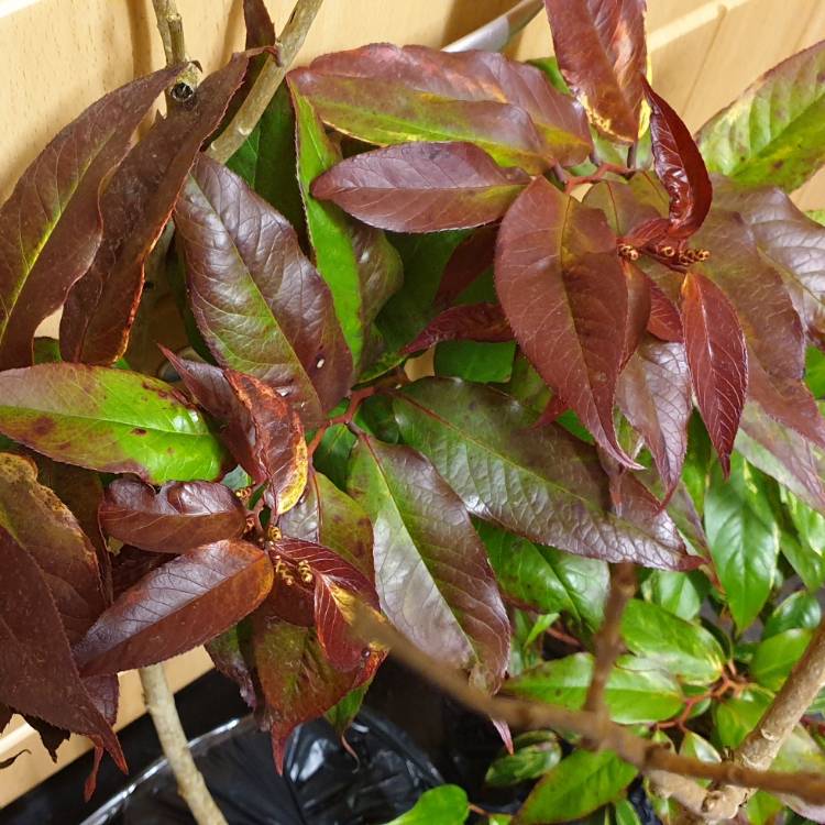 Plant image Leucothoe fontainesiana 'Walterii Rainbow'