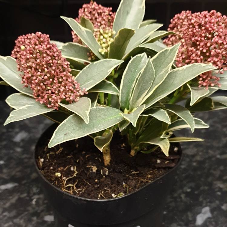 Plant image Skimmia japonica 'Mystic Marlot'