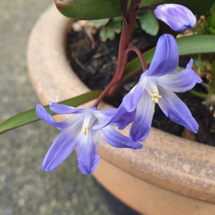 plant image 1249892