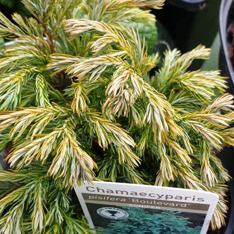 Plant image Chamaecyparis pisifera 'Boulevard'