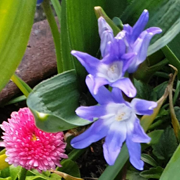 Plant image Chionodoxa forbesii syn. Scilla forbesii 'Blue'