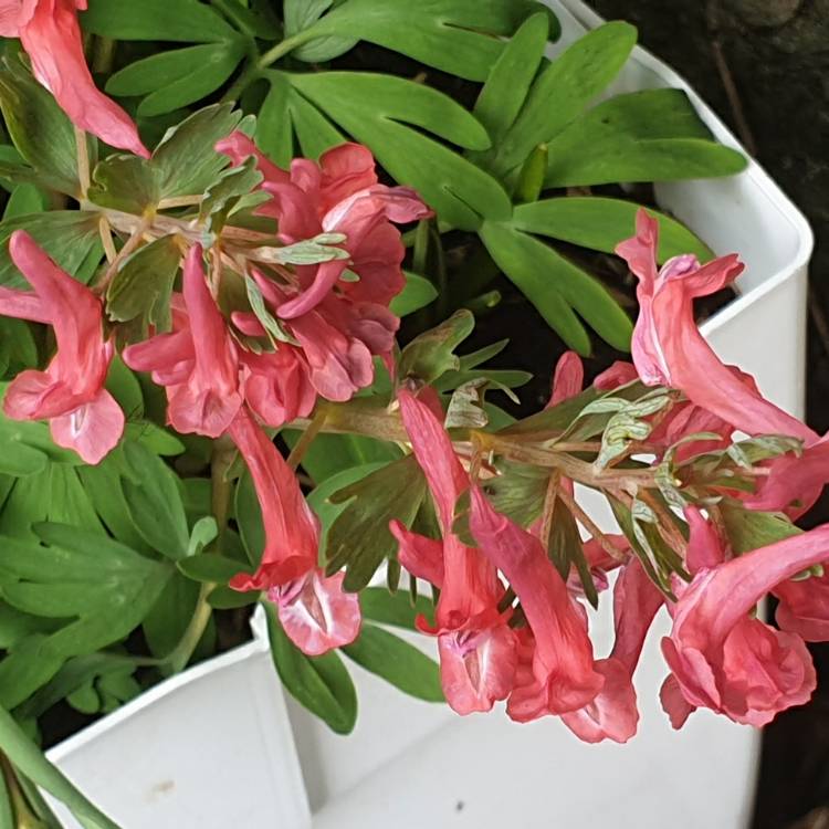 Plant image Corydalis solida 'G.P. Baker' syn. C. solida f. transsylvanica 'George Baker'