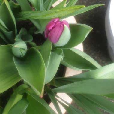 Tulipa 'Fly Away'