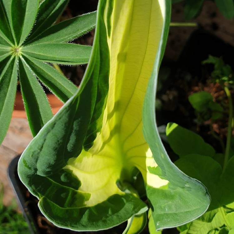 Plant image Hosta 'Stained Glass'