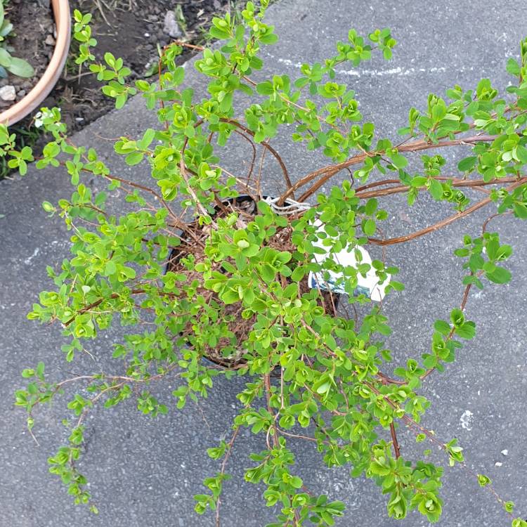 Plant image Spiraea nipponica 'Snowmound'