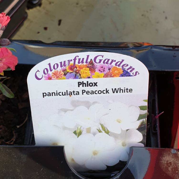 Plant image Phlox paniculata 'Peacock White' (Peacock Series)