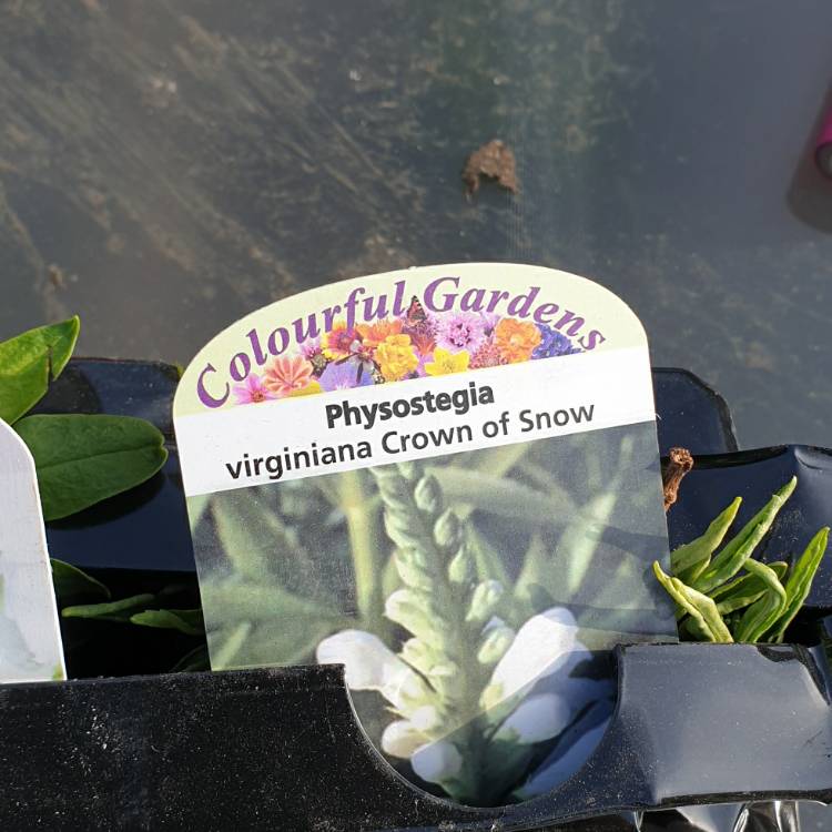 Plant image Physostegia virginiana 'Summer Snow'