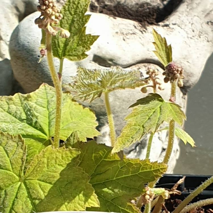 Plant image Tiarella wherryi