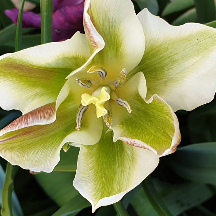 Plant image Tulipa 'Spring Green'