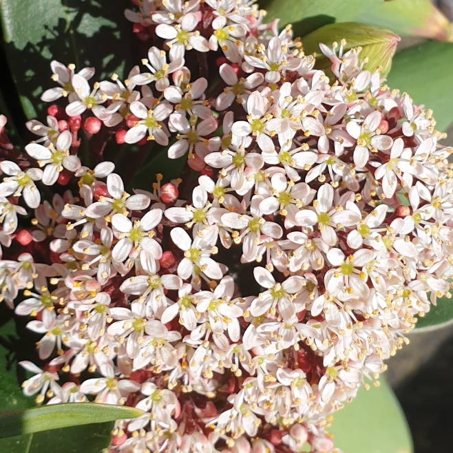 Plant image Skimmia japonica 'Moerings3' syn. Skimmia japonica 'Rubesta'