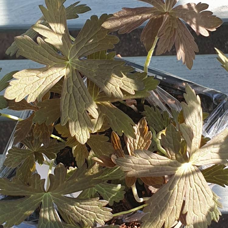 Plant image Geranium maculatum 'Espresso'