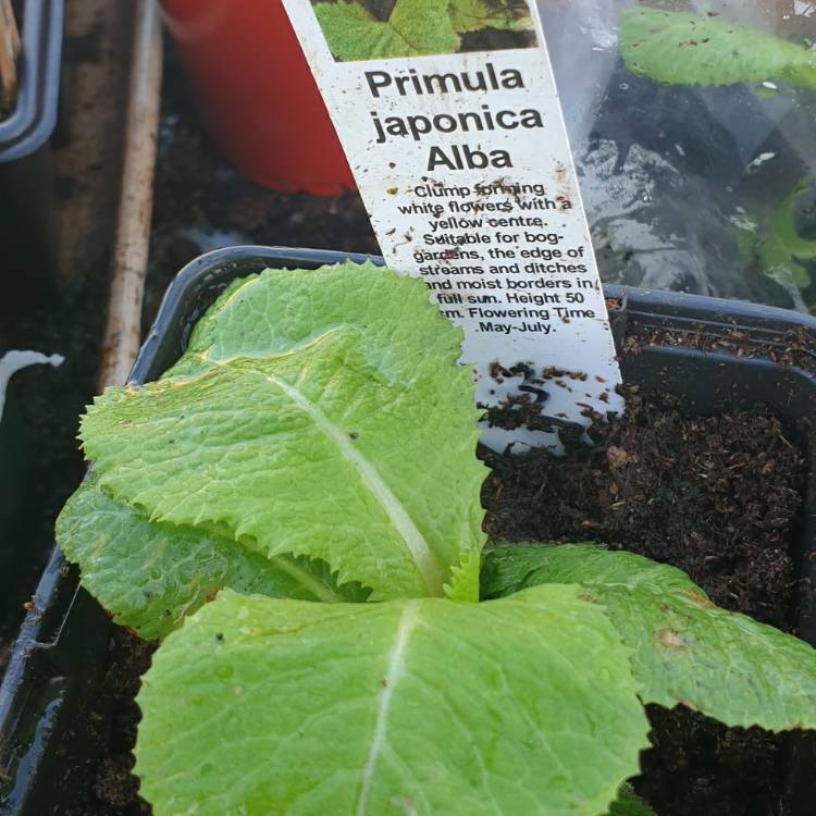 Plant image Primula japonica