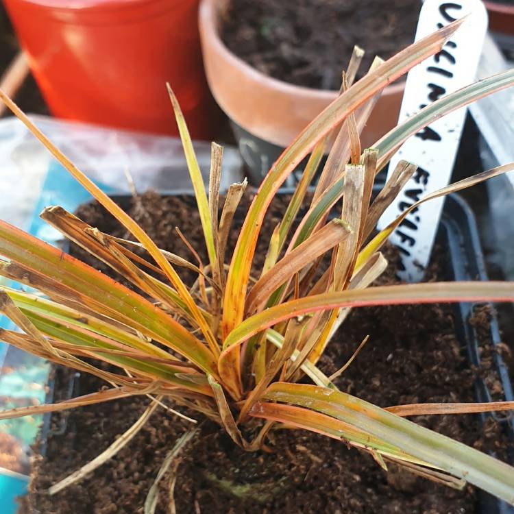 Plant image Uncinia rubra 'Everflame' syn. Uncinia rubra 'Belinda's Find'