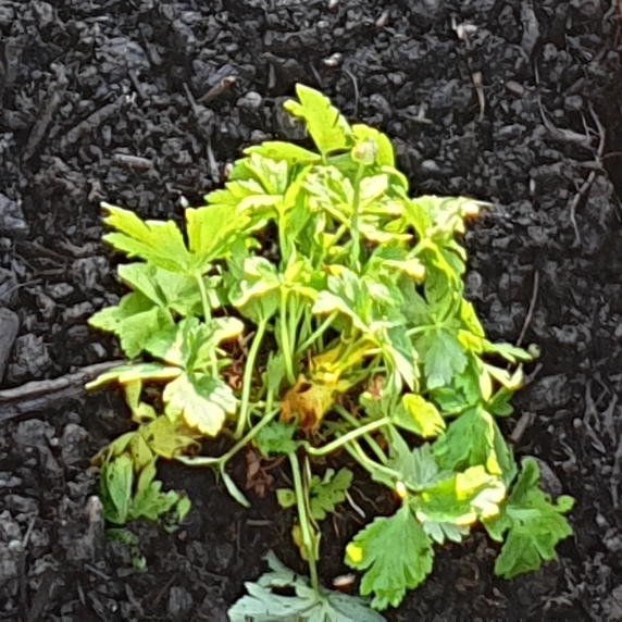 Plant image Trollius x cultorum 'New Moon'