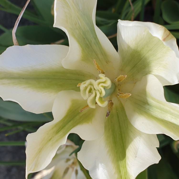 Plant image Tulipa 'Greenstar'