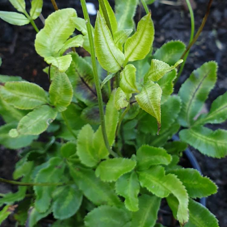 Plant image Pteris cretica var. albolineata