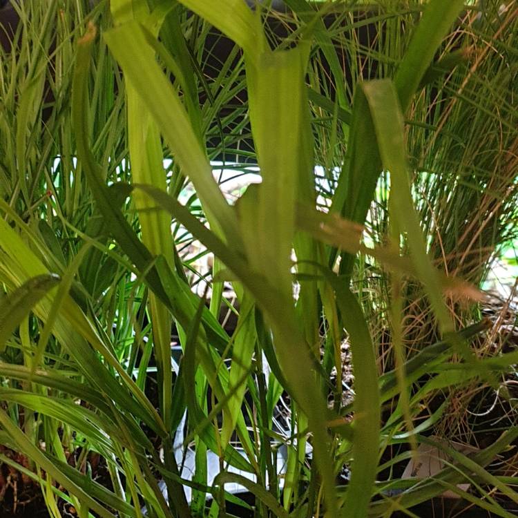 Plant image Stipa brachytricha