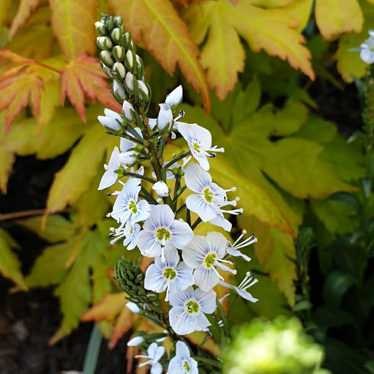 Plant image Veronica gentianoides