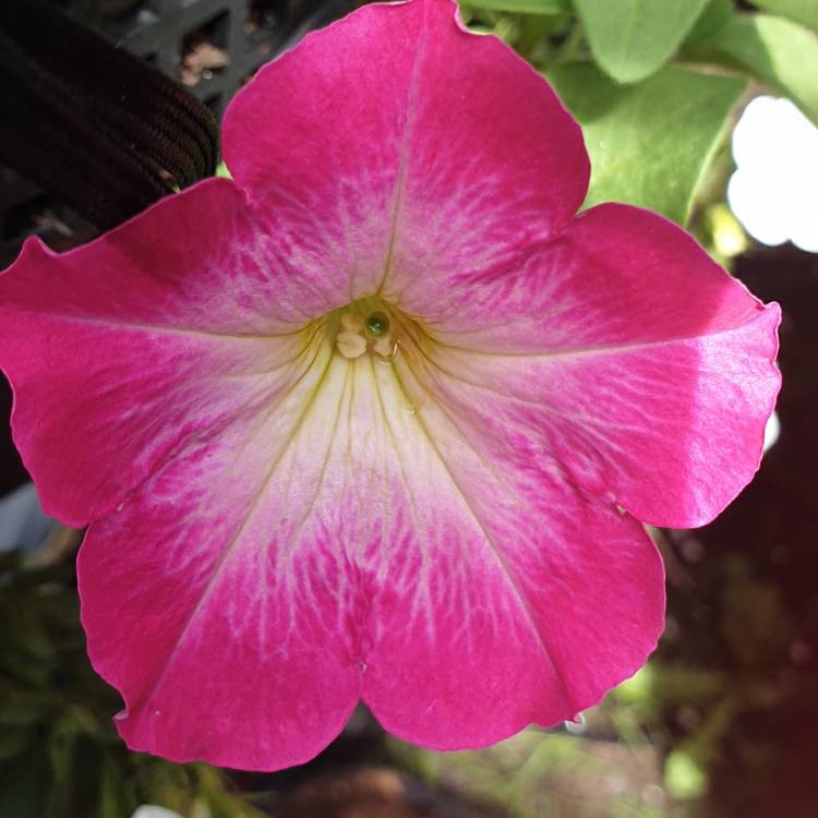 Plant image Petunia 'Frenzy Mix'