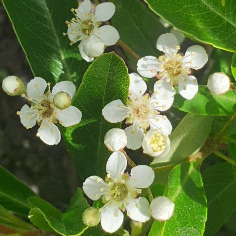 Plant image Pyracantha koidzumii 'Victory'