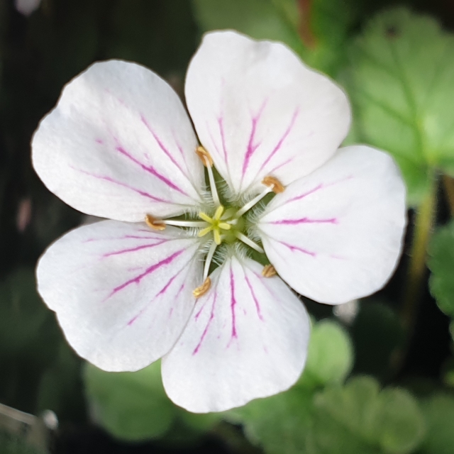 Plant image Erodium reichardii 'Album'