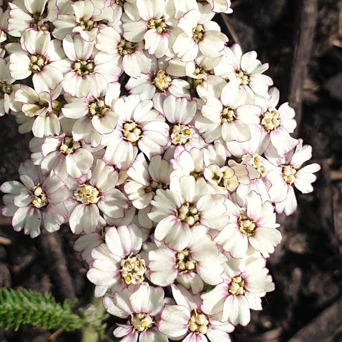 Plant image Achillea 'Desert Eve' series