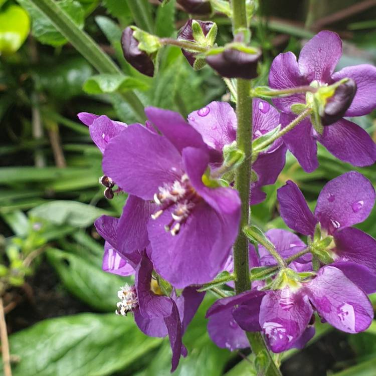 Plant image Verbascum phoeniceum Hybrid mix