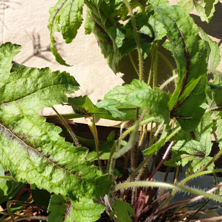 Plant image x Heucherella 'Kimono'